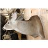 Image 6 : Huge 34-Point WHITETAIL DEER Wall Pedestal with Tooled Leather Backing