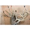 Image 7 : Huge 34-Point WHITETAIL DEER Wall Pedestal with Tooled Leather Backing
