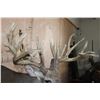 Image 8 : Huge 34-Point WHITETAIL DEER Wall Pedestal with Tooled Leather Backing