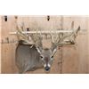 Image 9 : Huge 34-Point WHITETAIL DEER Wall Pedestal with Tooled Leather Backing