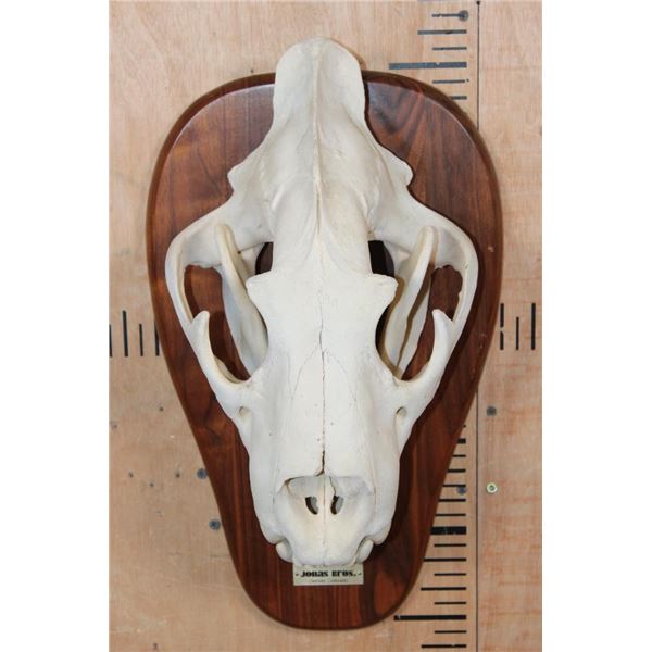 *TEXAS RESIDENTS ONLY* XL AFRICAN LION Skull Mounted by Jonas Bros. on a Wood Plaque