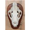 Image 1 : *TEXAS RESIDENTS ONLY* XL AFRICAN LION Skull Mounted by Jonas Bros. on a Wood Plaque