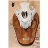 Image 2 : *TEXAS RESIDENTS ONLY* XL AFRICAN LION Skull Mounted by Jonas Bros. on a Wood Plaque
