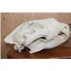 Image 3 : *TEXAS RESIDENTS ONLY* XL AFRICAN LION Skull Mounted by Jonas Bros. on a Wood Plaque