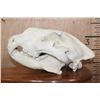 Image 4 : *TEXAS RESIDENTS ONLY* XL AFRICAN LION Skull Mounted by Jonas Bros. on a Wood Plaque
