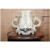 Image 5 : *TEXAS RESIDENTS ONLY* XL AFRICAN LION Skull Mounted by Jonas Bros. on a Wood Plaque