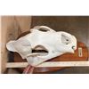 Image 6 : *TEXAS RESIDENTS ONLY* XL AFRICAN LION Skull Mounted by Jonas Bros. on a Wood Plaque