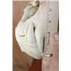 Image 7 : *TEXAS RESIDENTS ONLY* XL AFRICAN LION Skull Mounted by Jonas Bros. on a Wood Plaque