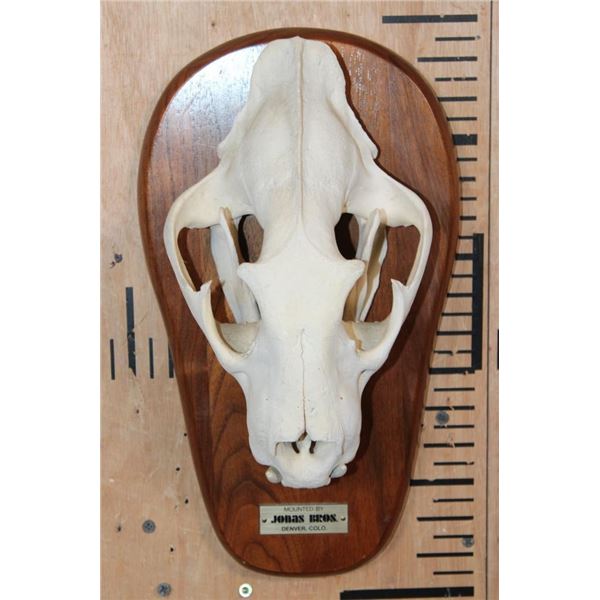 *TEXAS RESIDENTS ONLY* XXL LEOPARD Skull Mounted by Jonas Bros. on a Wood Plaque