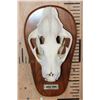 Image 1 : *TEXAS RESIDENTS ONLY* XXL LEOPARD Skull Mounted by Jonas Bros. on a Wood Plaque