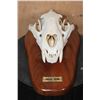 Image 2 : *TEXAS RESIDENTS ONLY* XXL LEOPARD Skull Mounted by Jonas Bros. on a Wood Plaque