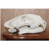 Image 4 : *TEXAS RESIDENTS ONLY* XXL LEOPARD Skull Mounted by Jonas Bros. on a Wood Plaque