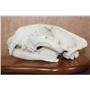 Image 5 : *TEXAS RESIDENTS ONLY* XXL LEOPARD Skull Mounted by Jonas Bros. on a Wood Plaque