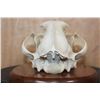 Image 6 : *TEXAS RESIDENTS ONLY* XXL LEOPARD Skull Mounted by Jonas Bros. on a Wood Plaque