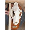 Image 7 : *TEXAS RESIDENTS ONLY* XXL LEOPARD Skull Mounted by Jonas Bros. on a Wood Plaque