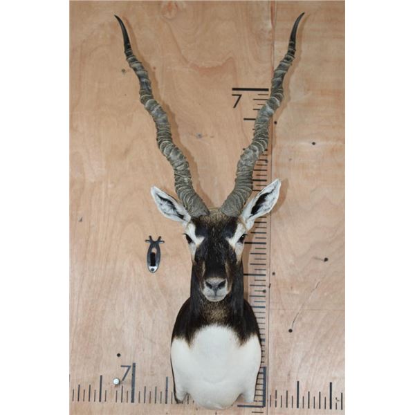 XXL BLACKBUCK Shoulder Mount