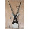 Image 1 : XXL BLACKBUCK Shoulder Mount