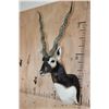 Image 2 : XXL BLACKBUCK Shoulder Mount