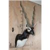 Image 3 : XXL BLACKBUCK Shoulder Mount