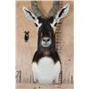 Image 4 : XXL BLACKBUCK Shoulder Mount
