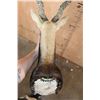 Image 6 : XXL BLACKBUCK Shoulder Mount