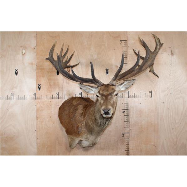 XXL 21-Point RED STAG Shoulder Mount with Removable Antlers and a Heavy Rack