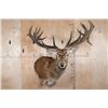 Image 1 : XXL 21-Point RED STAG Shoulder Mount with Removable Antlers and a Heavy Rack