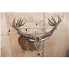 Image 2 : XXL 21-Point RED STAG Shoulder Mount with Removable Antlers and a Heavy Rack