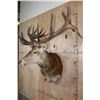 Image 3 : XXL 21-Point RED STAG Shoulder Mount with Removable Antlers and a Heavy Rack