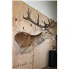 Image 4 : XXL 21-Point RED STAG Shoulder Mount with Removable Antlers and a Heavy Rack