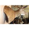 Image 5 : XXL 21-Point RED STAG Shoulder Mount with Removable Antlers and a Heavy Rack