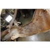 Image 6 : XXL 21-Point RED STAG Shoulder Mount with Removable Antlers and a Heavy Rack