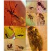 Image 2 : 10 Pieces of Authentic Myanmar AMBER Fossil Specimens