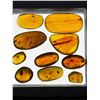 Image 3 : 10 Pieces of Authentic Myanmar AMBER Fossil Specimens