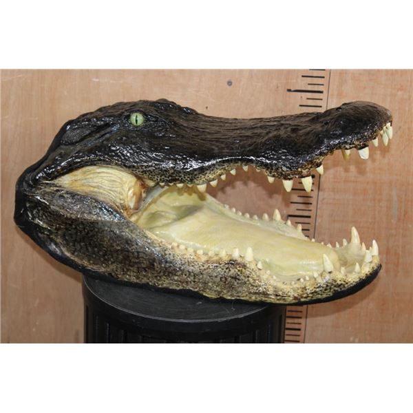 XXL ALLIGATOR Head with All its Teeth