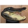 Image 1 : XXL ALLIGATOR Head with All its Teeth