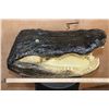 Image 2 : XXL ALLIGATOR Head with All its Teeth