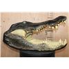 Image 3 : XXL ALLIGATOR Head with All its Teeth