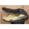 Image 5 : XXL ALLIGATOR Head with All its Teeth