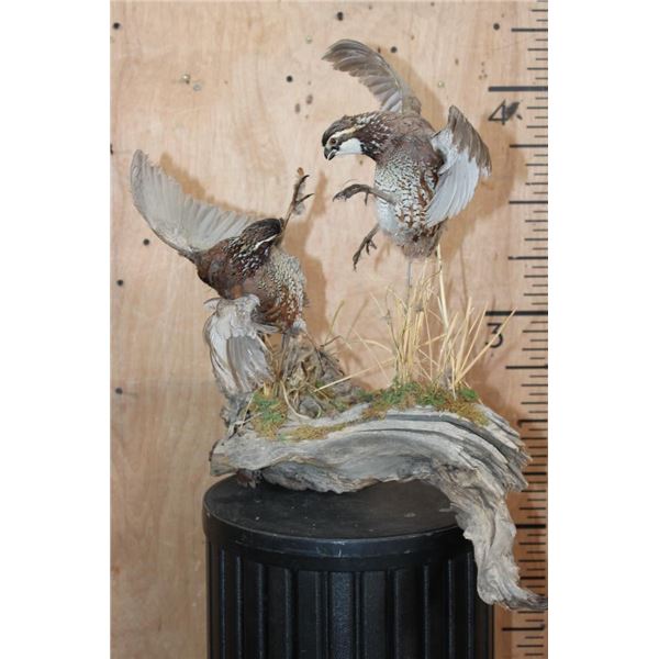 2 Life-sized "Fighting" BOBWHITE QUAIL on a Driftwood Base