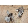 Image 2 : 2 Life-sized "Fighting" BOBWHITE QUAIL on a Driftwood Base