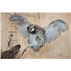 Image 4 : 2 Life-sized "Fighting" BOBWHITE QUAIL on a Driftwood Base