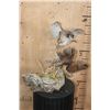 Image 5 : 2 Life-sized "Fighting" BOBWHITE QUAIL on a Driftwood Base
