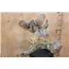 Image 7 : 2 Life-sized "Fighting" BOBWHITE QUAIL on a Driftwood Base