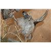 Image 8 : 2 Life-sized "Fighting" BOBWHITE QUAIL on a Driftwood Base
