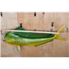 Image 2 : Big Reproduction MAHI MAHI or DOLPHINFISH Mount