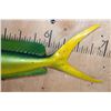 Image 5 : Big Reproduction MAHI MAHI or DOLPHINFISH Mount