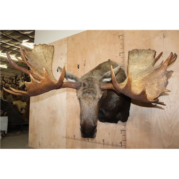 30-Point MOOSE Shoulder Mount (The Best Moose in the Sale!)