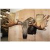 Image 1 : 30-Point MOOSE Shoulder Mount (The Best Moose in the Sale!)