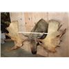 Image 2 : 30-Point MOOSE Shoulder Mount (The Best Moose in the Sale!)